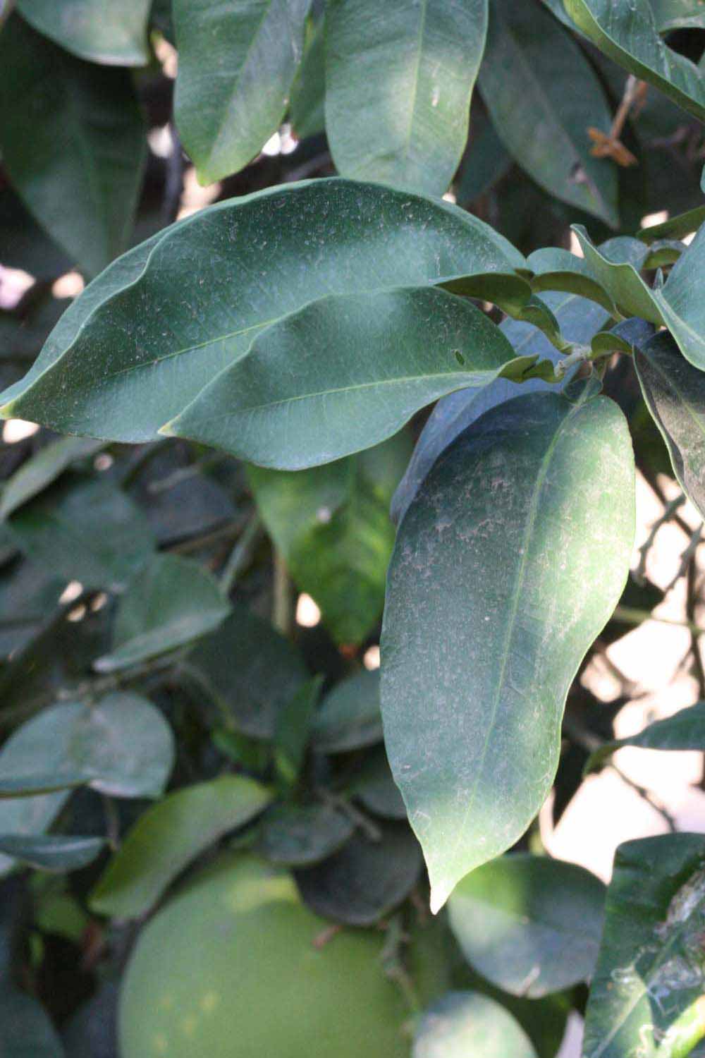            Shade leaves (Riverside, CA)   